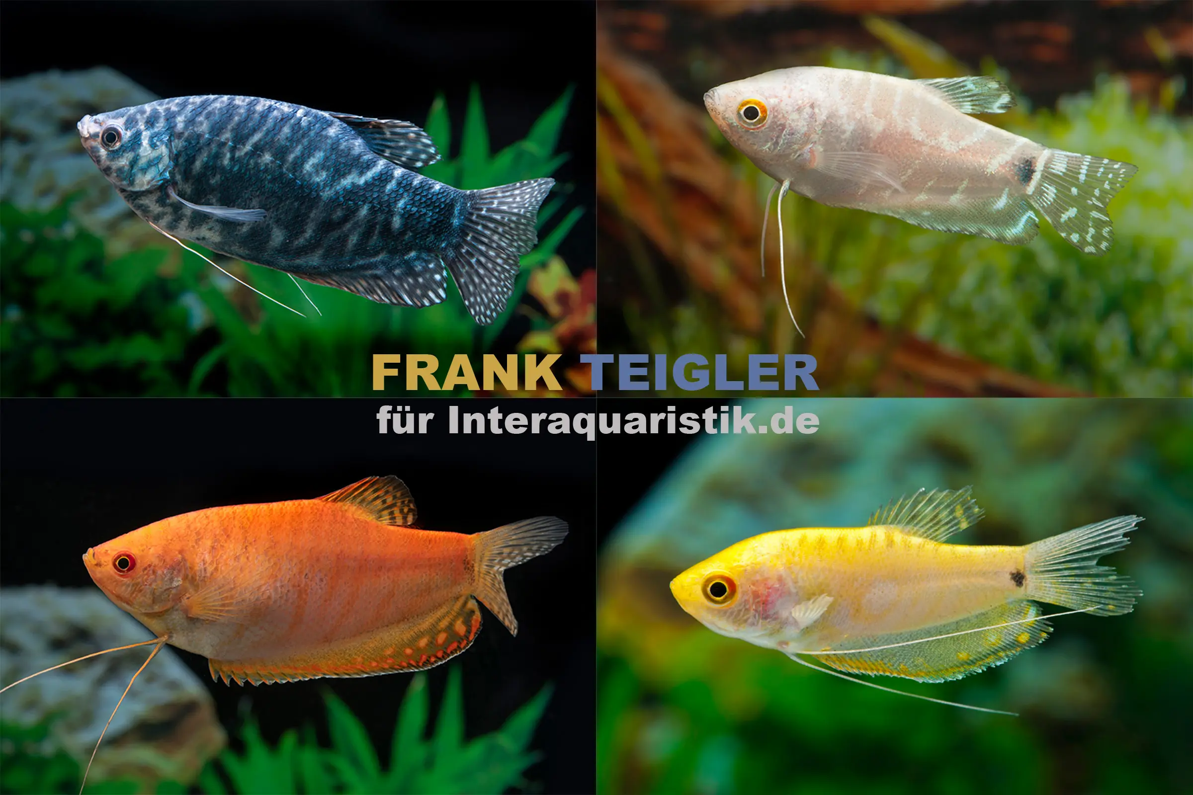 Mix de gouramis, Trichogaster sp. en mix