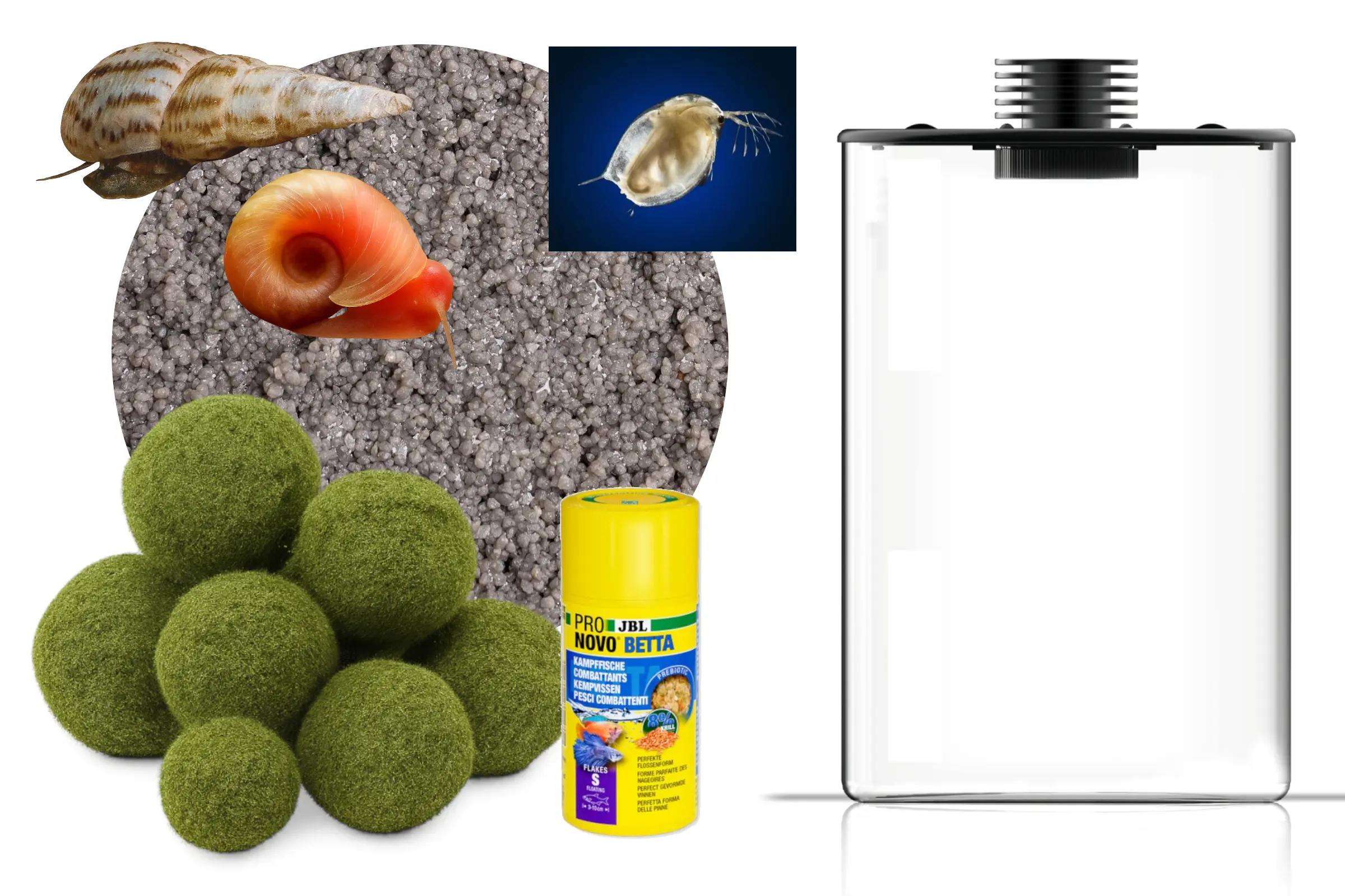 Biotope à daphnies, mini-écosystème complet (biosphère)