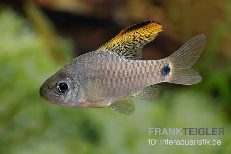 Barbe indienne à haute nageoire, Oreichthys crenuchoides