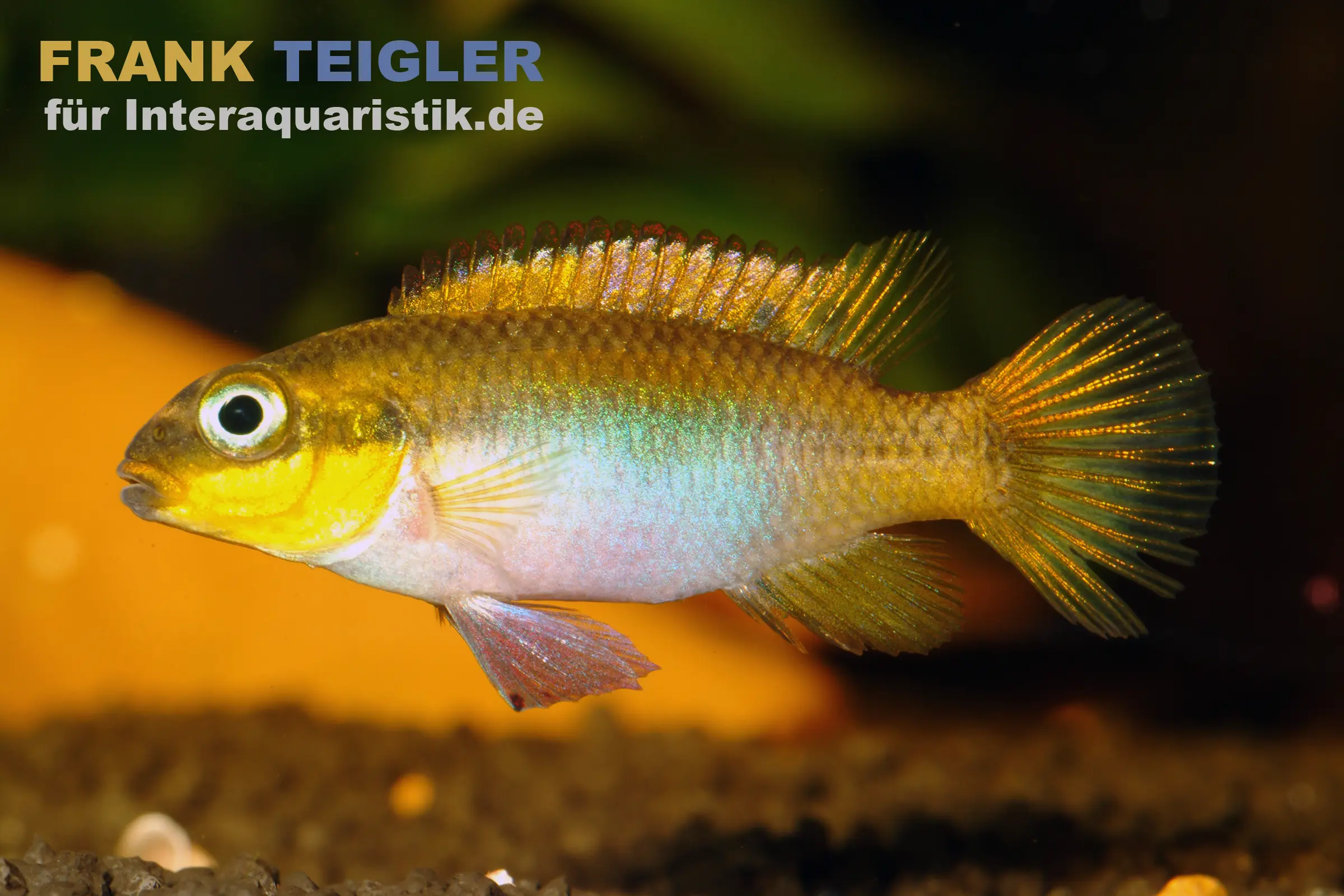 Cichlidé joyau émeraude de Lobe, Pelvicachromis taeniatus lobe
