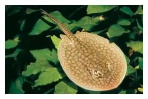 Raie d’eau douce réticulée, Potamotrygon reticulatus, 12-15 cm (rareté)
