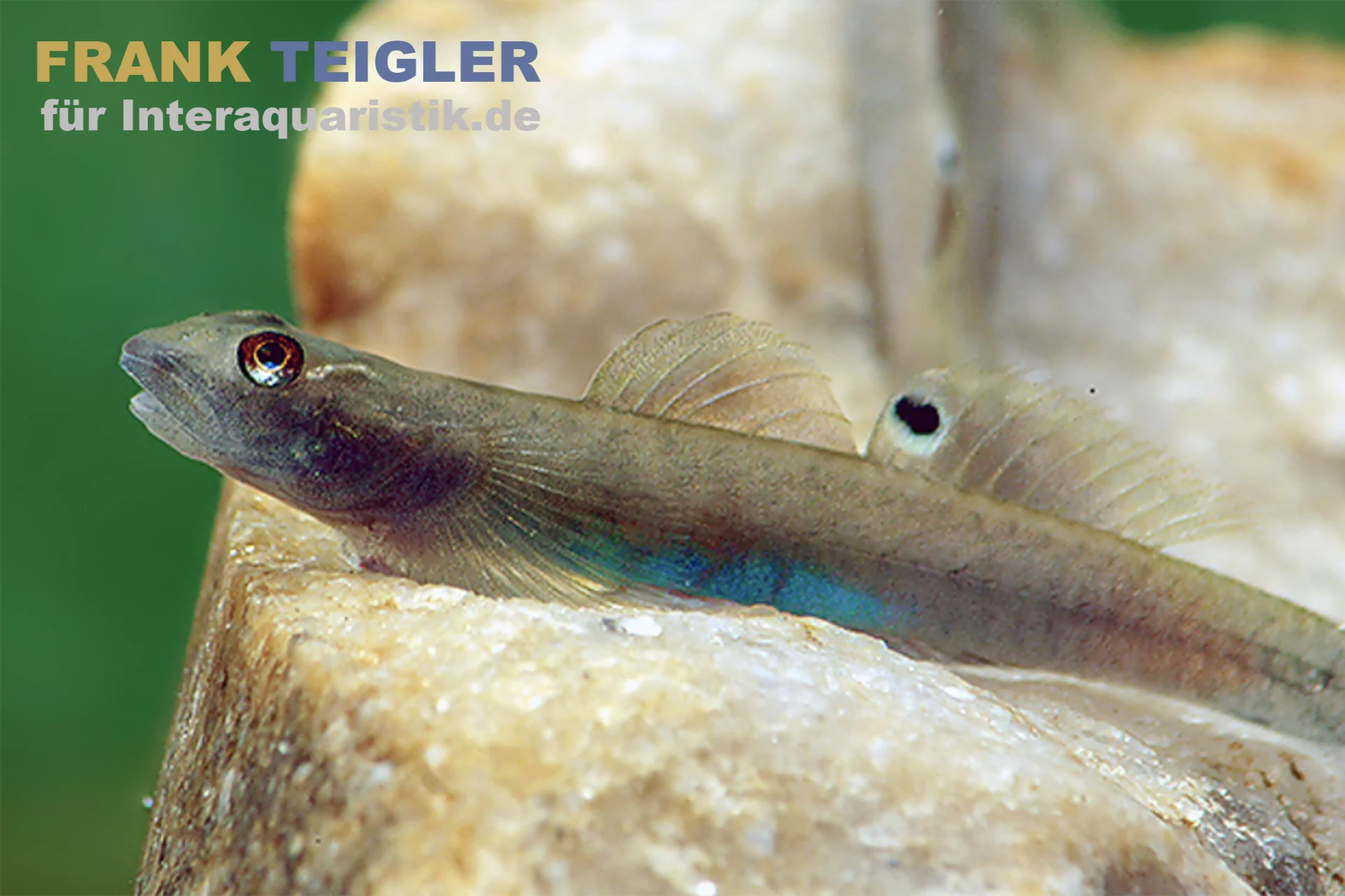 Gobie néon à ventre bleu, Lentipes ikeae
