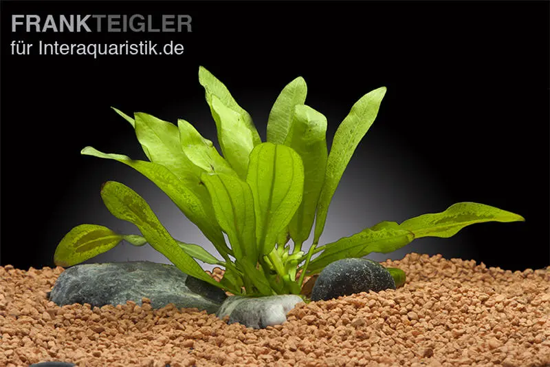 Grande plante épée, Echinodorus martii « Major », en pot