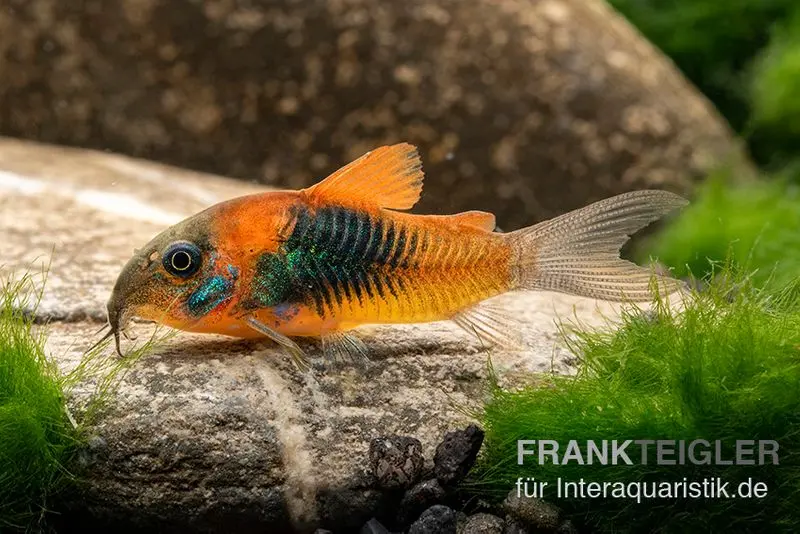 Corydoras du Venezuela orange, Corydoras venezuelanus orange