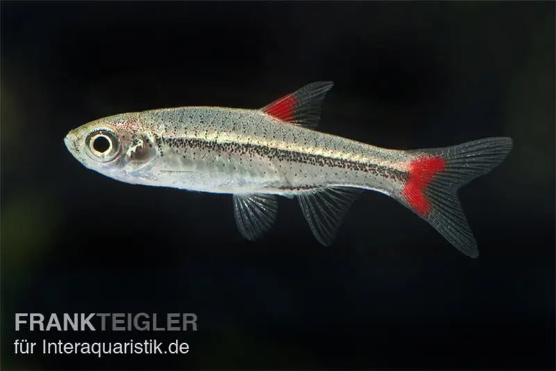 Rasbora nain à nageoires rouges, Rasbora rubrodorsalis (mini-poisson)
