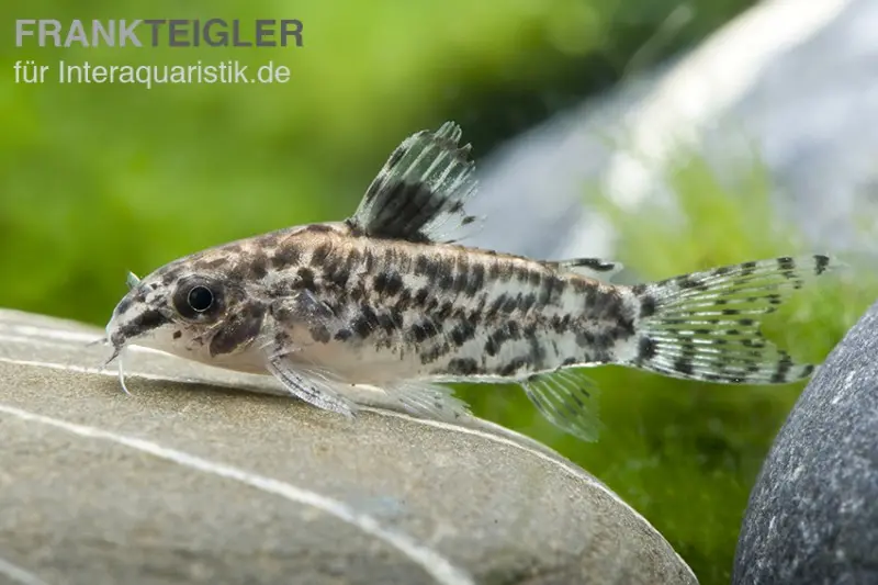Corydoras nain tacheté, Aspidoras pauciradiatus