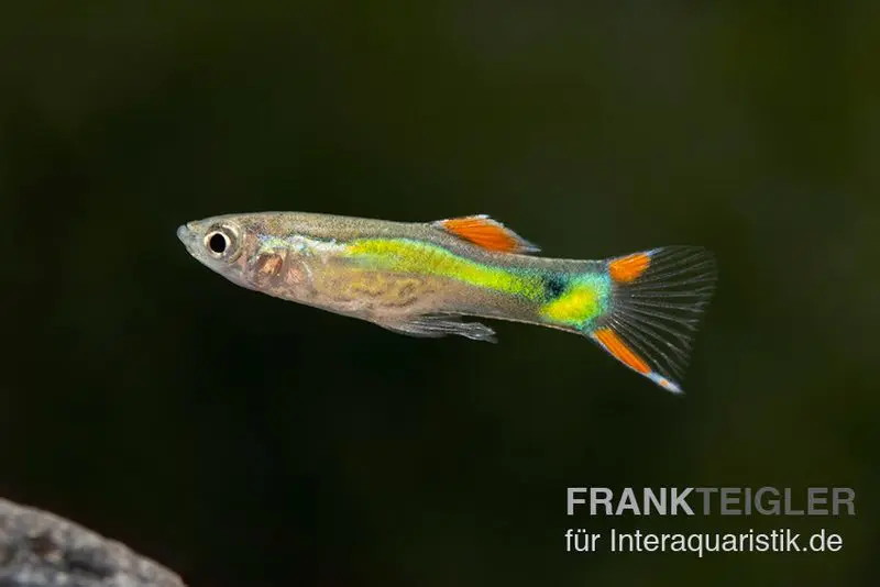Guppy Endler Black Green Snake, Poecilia wingei, vendu par paire