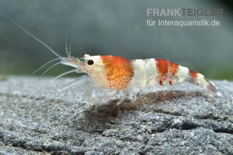 Crevette Crystal Red, Caridina logemanni