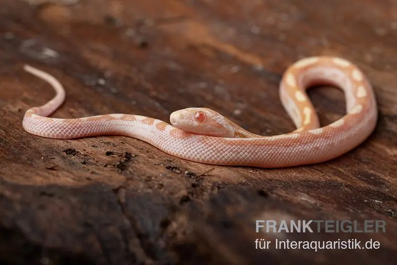 Serpent des blés, Pantherophis guttatus BUTTER MOTLEY
