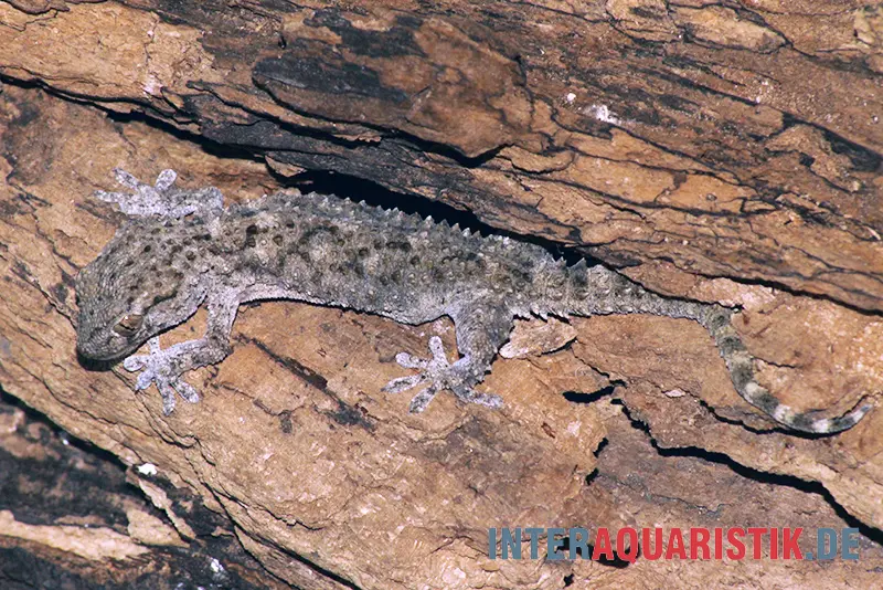 Gecko des murailles à points blancs, Tarentola annularis