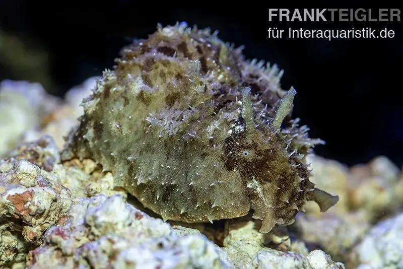 Limace de mer (lièvre de mer), Dolabella auricularia