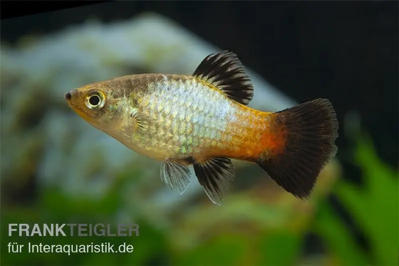 Platy arc-en-ciel Wagtail, Xiphophorus maculatus
