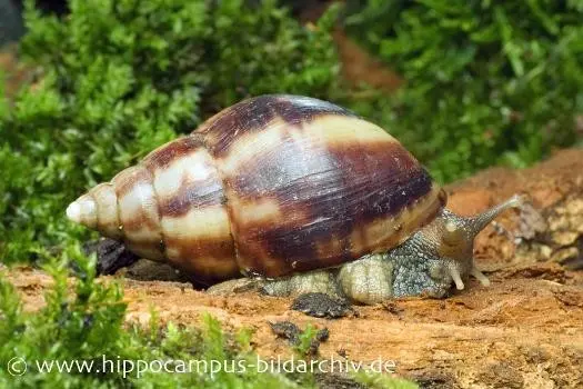 Escargot géant africain, Achatina fulica