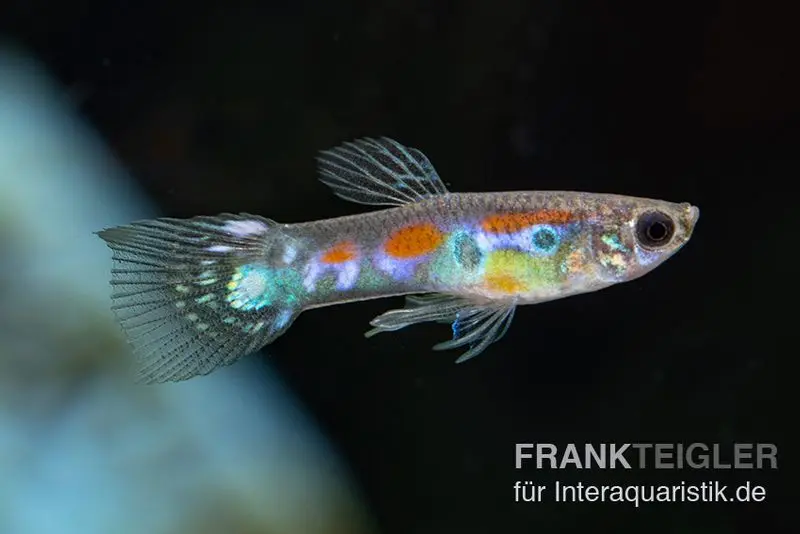 Guppy sauvage, Poecilia reticulata, par couple