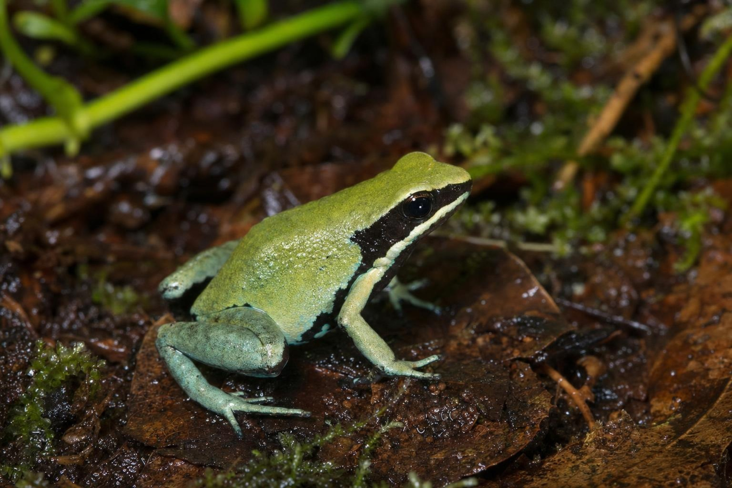 Petit amphibien multicolore vert, Mantella viridis