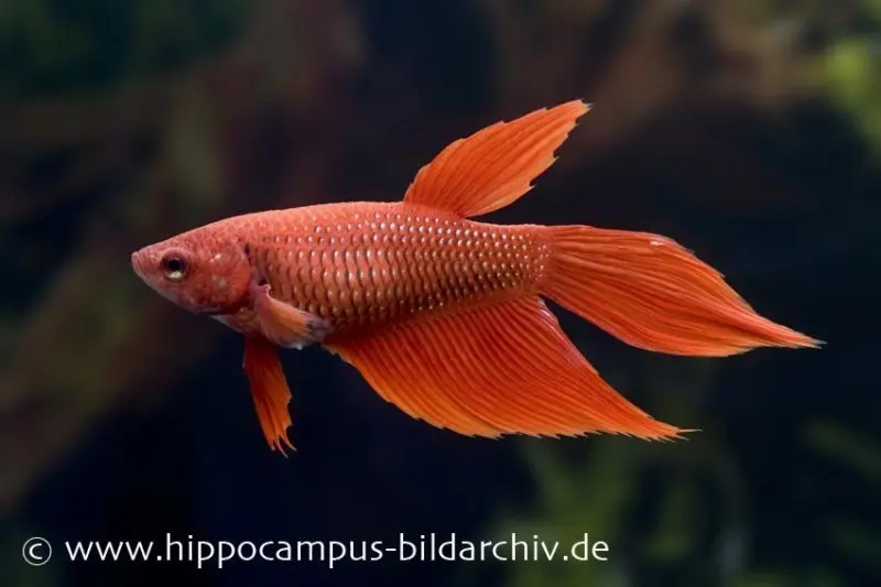 Combattant Long Tail rouge, femelle, Betta splendens