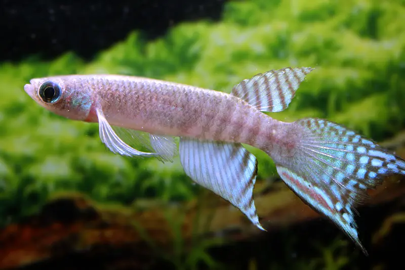 Faux-killi éventail péruvien, Pterolebias peruensis