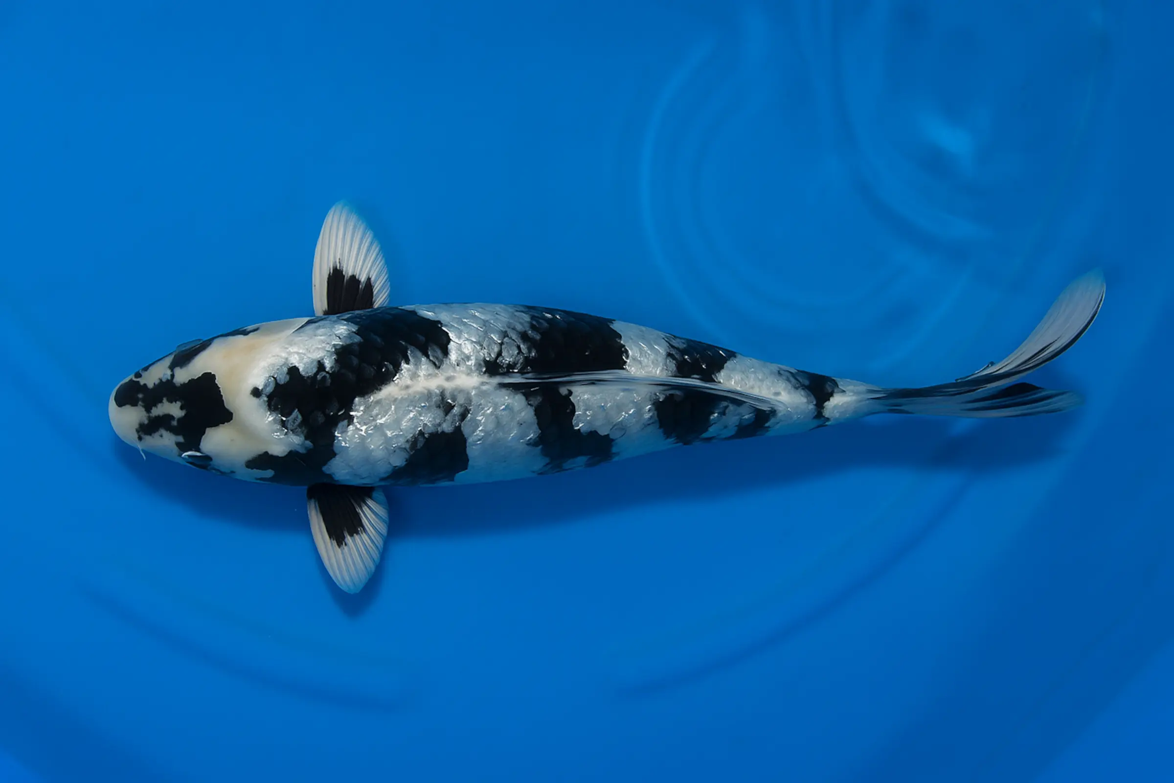 Koi japonais Miyako Tosai Shiro Utsuri, Cyprinus carpio, 8-11 cm