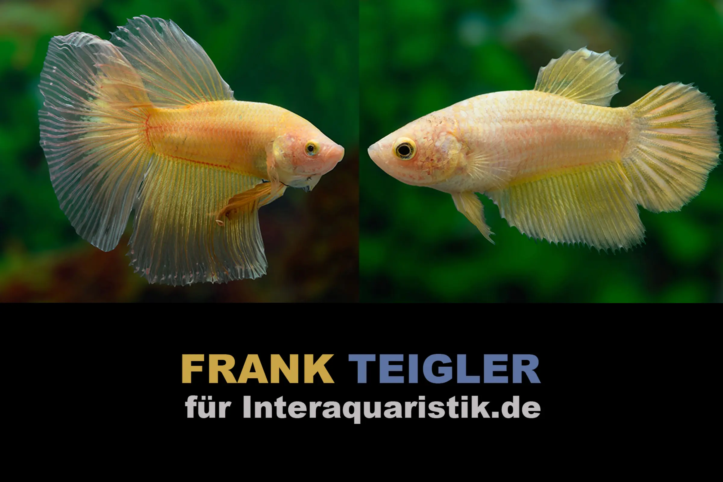 Couple : Combattant Halfmoon Golden, Betta splendens