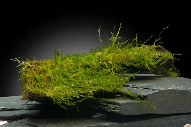 Mousse de Java, Vesicularia dubyana, sur racine en bois, env. 8-14 cm