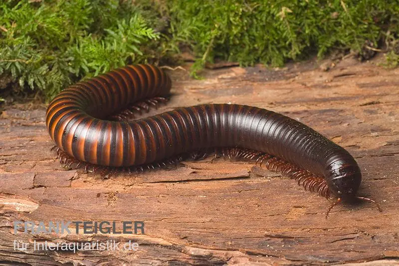 Mille-pattes géant africain, Archispirostreptus gigas