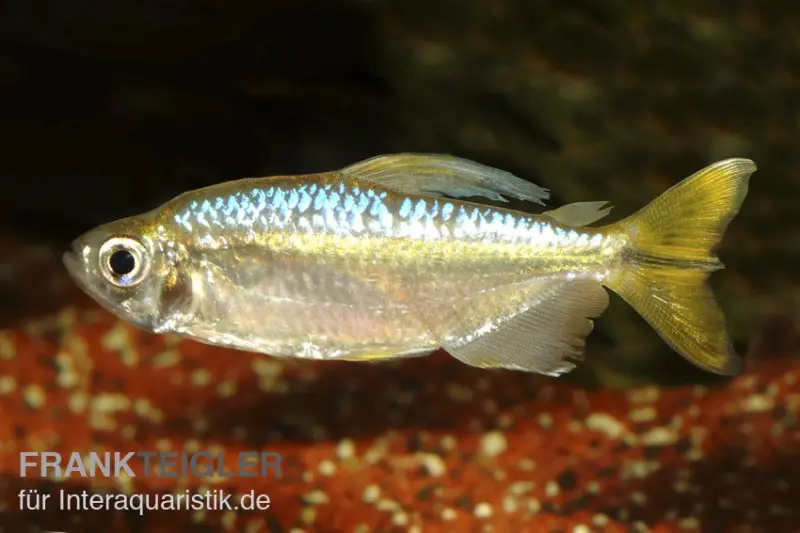 Tétra du Congo jaune, Hemigrammopetersius caudalis