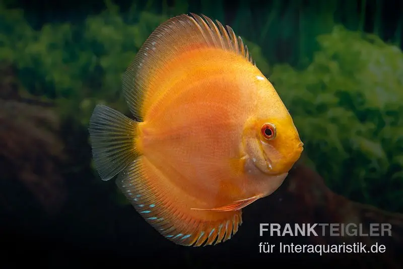 Discus élevage asiatique, Symphysodon discus Gold Master (Siam gold)
