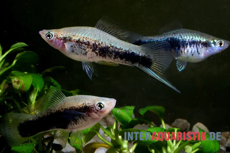 Porte-épée « Tuxedo bleu », Xiphophorus helleri