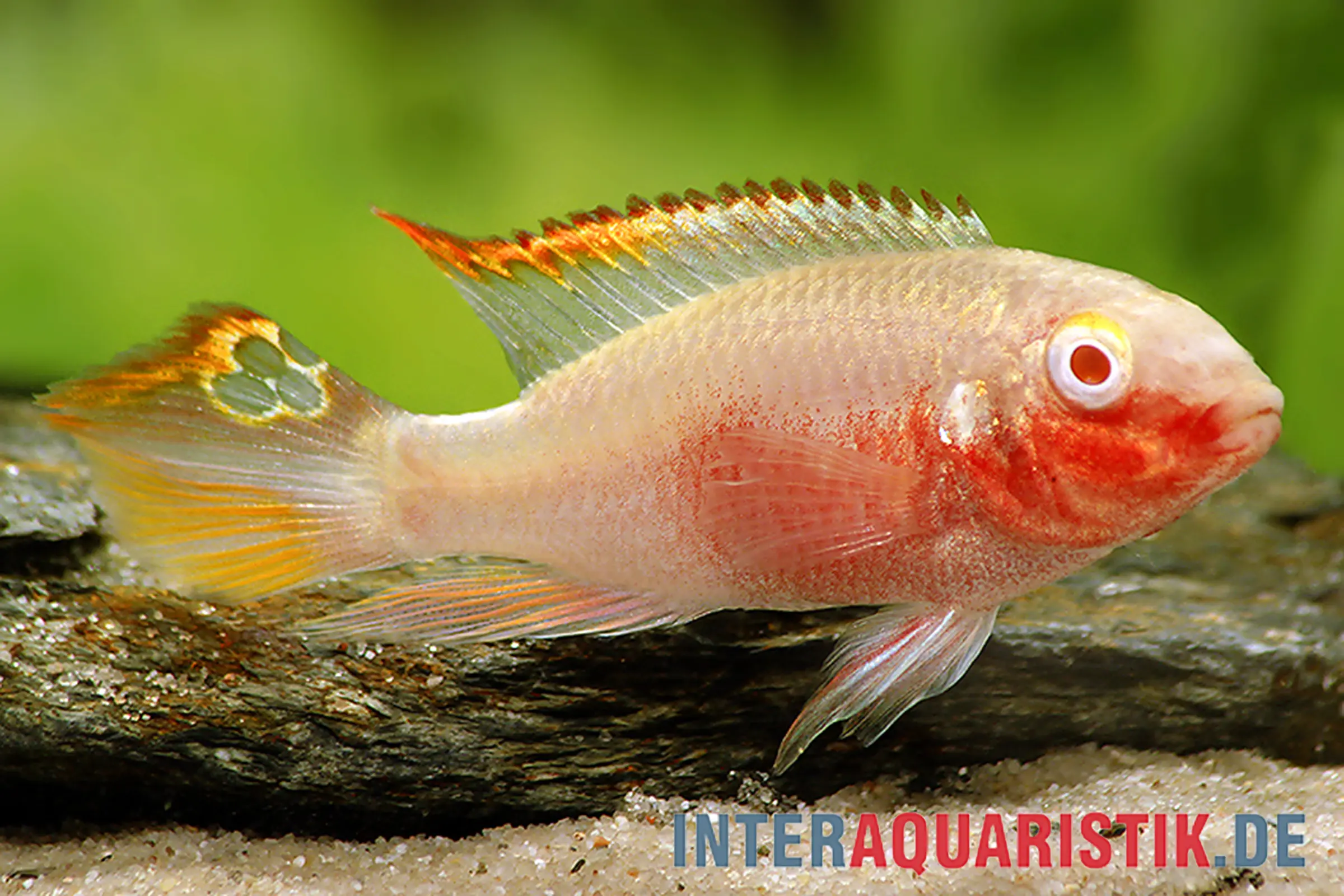 Cichlidé kribensis albinos, Pelvicachromis pulcher