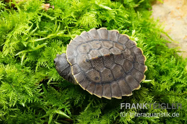Tortue à tête pointue verte, Elseya branderhorsti
