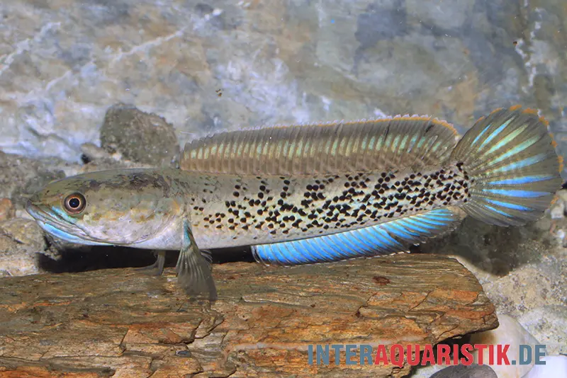 Poisson à tête de serpent, Channa stewartii, Cooch Behar, Faux Barca