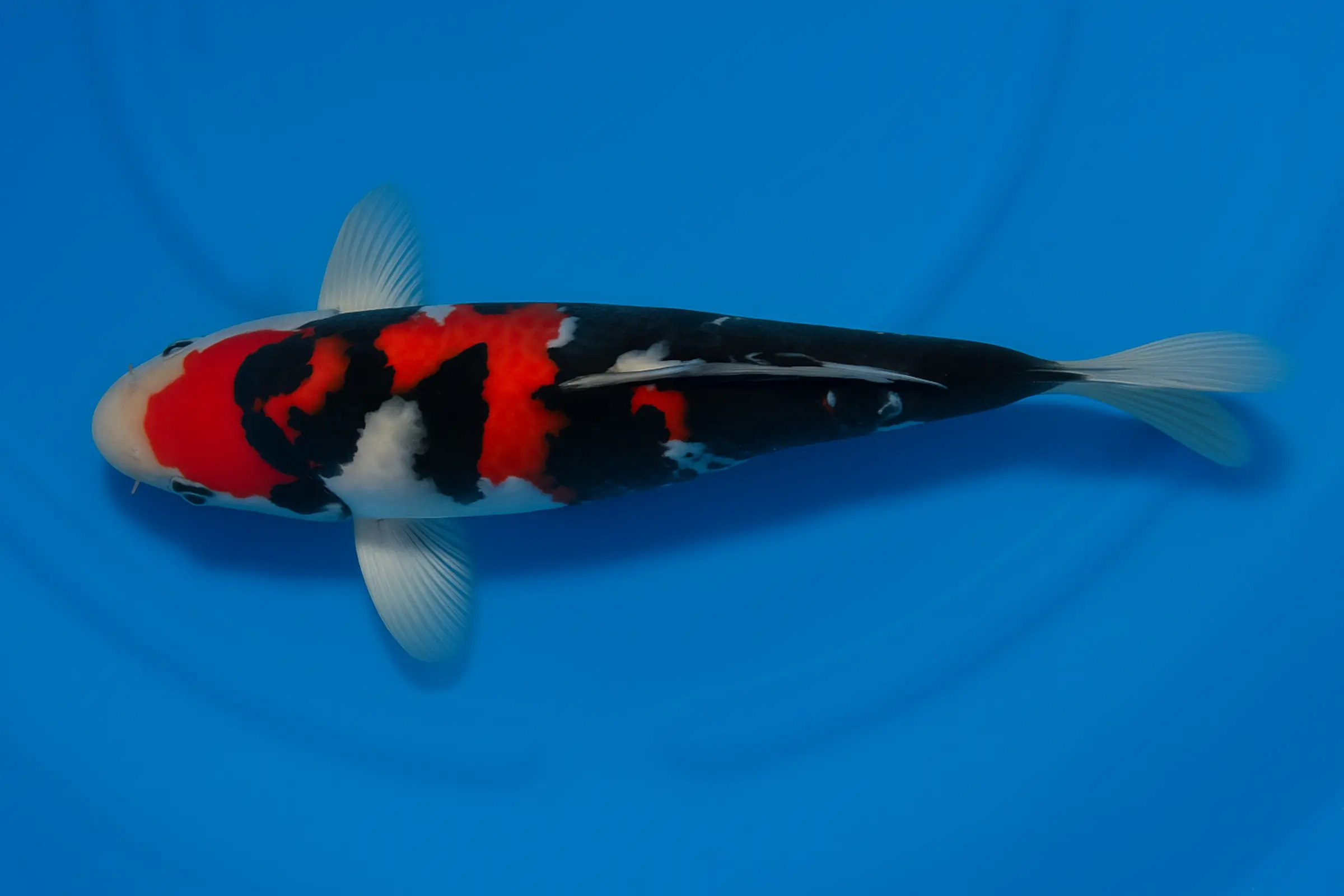 Koi japonais Miyako Tosai Showa, Cyprinus carpio, 11-13 cm