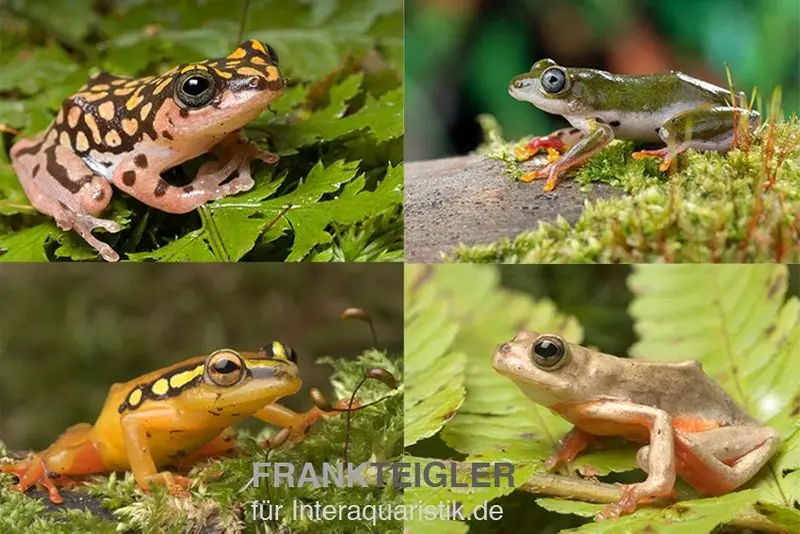 Mix de grenouilles des marais, 5 pièces, Hyperolius sp.