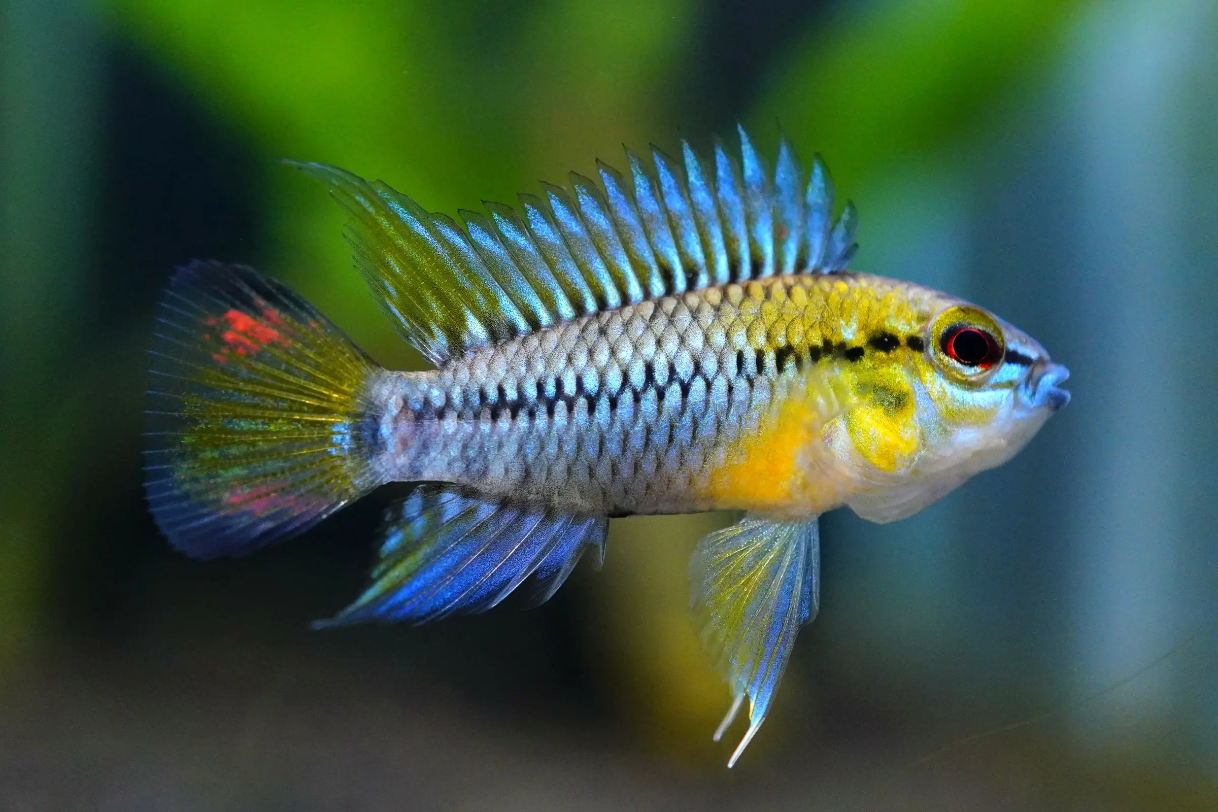 Cichlidé nain de Hoigne, Apistogramma hoignei