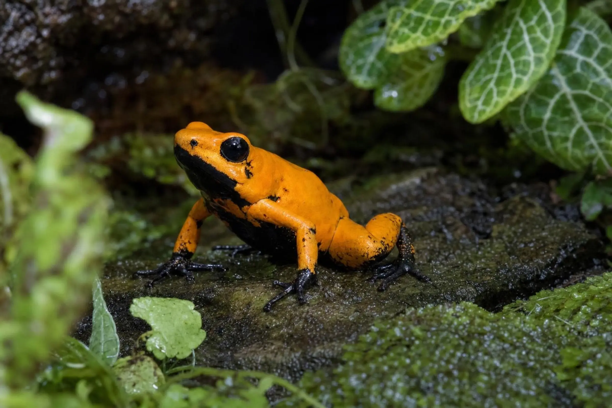 Dendrobate terrible « Black Föös Tesoros », Phyllobates terribilis