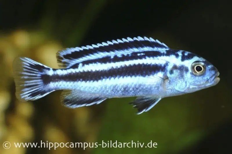 Johanni bleu, Melanochromis maingano, DNZ (élevage allemand)