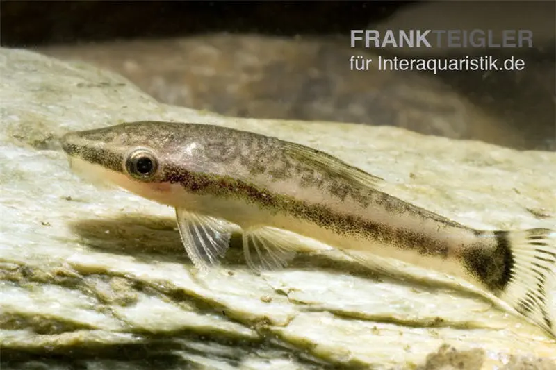 Otocinclus Hoppe, Otocinclus hoppei
