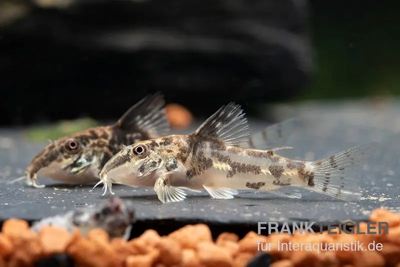 Corydoras barbu, Scleromystax barbatus, 3-4 cm