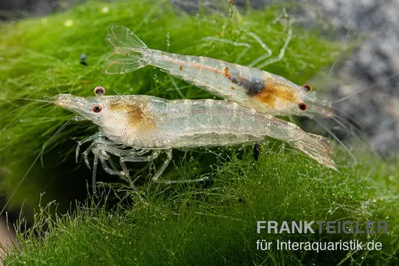 Crevette d’eau douce de Sulawesi, Caridina pareparensis (crevette Malawa)