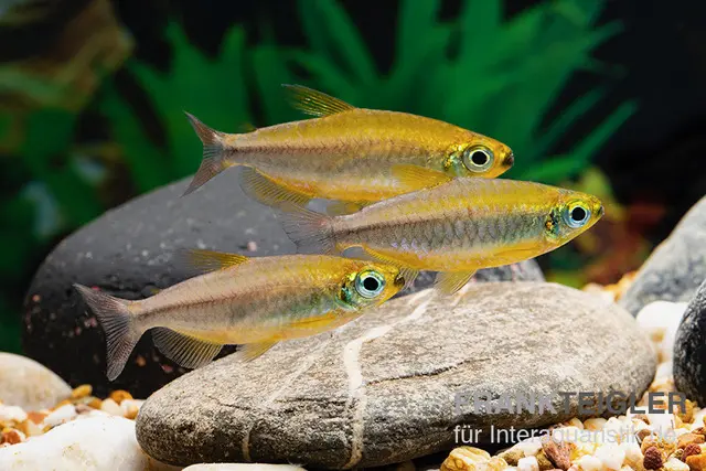 Tétra du Congo orange, Phenacogrammus cf. aurantiacus « Bandundu Orange »