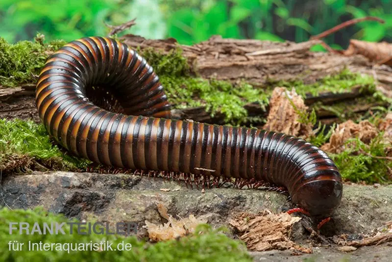 Iule géant à bandes jaunes, Pelmatojulus ligulatus