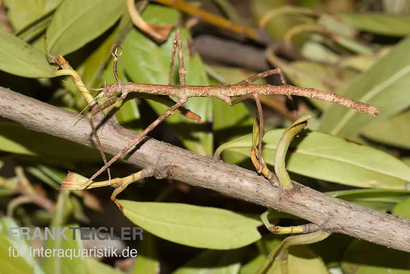 Phasme d’Annam, Medauroidea extradentata