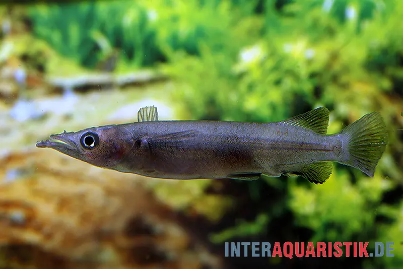 Demi-bec noir de Sulawesi, Nomorhamphus celebensis