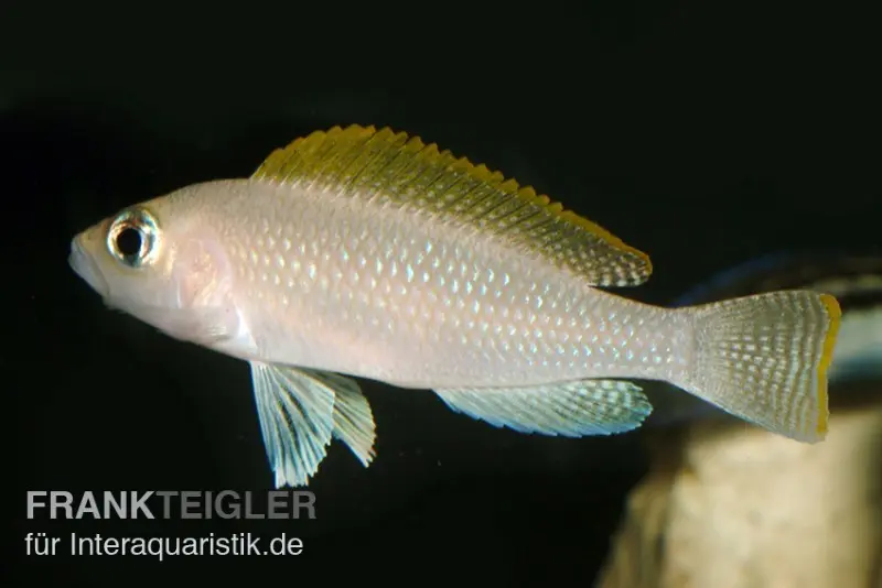Cichlidé conchylicole, Neolamprologus caudopunctatus