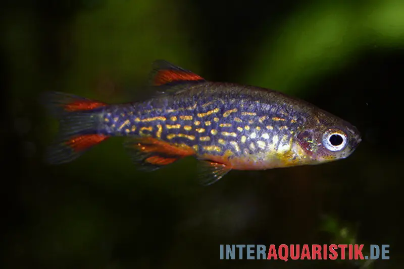 Rasbora galaxy, Danio margaritatus (mini-poisson)