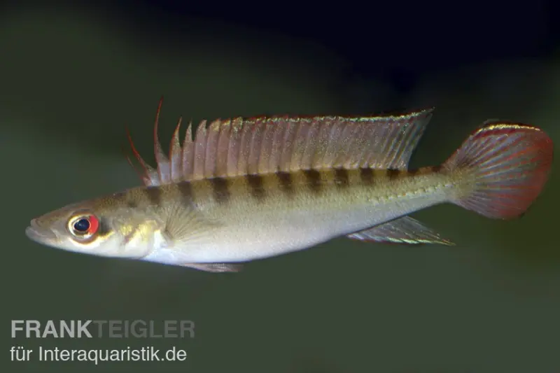 Cichlidé nain brochet de Regan, Crenicichla regani, élevage allemand
