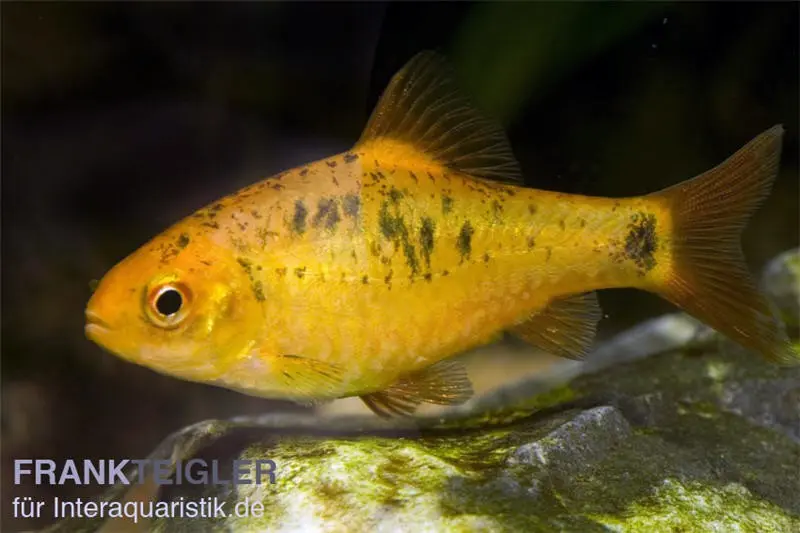 Barbus doré, Barbodes semifasciolatus sachsi, élevage allemand