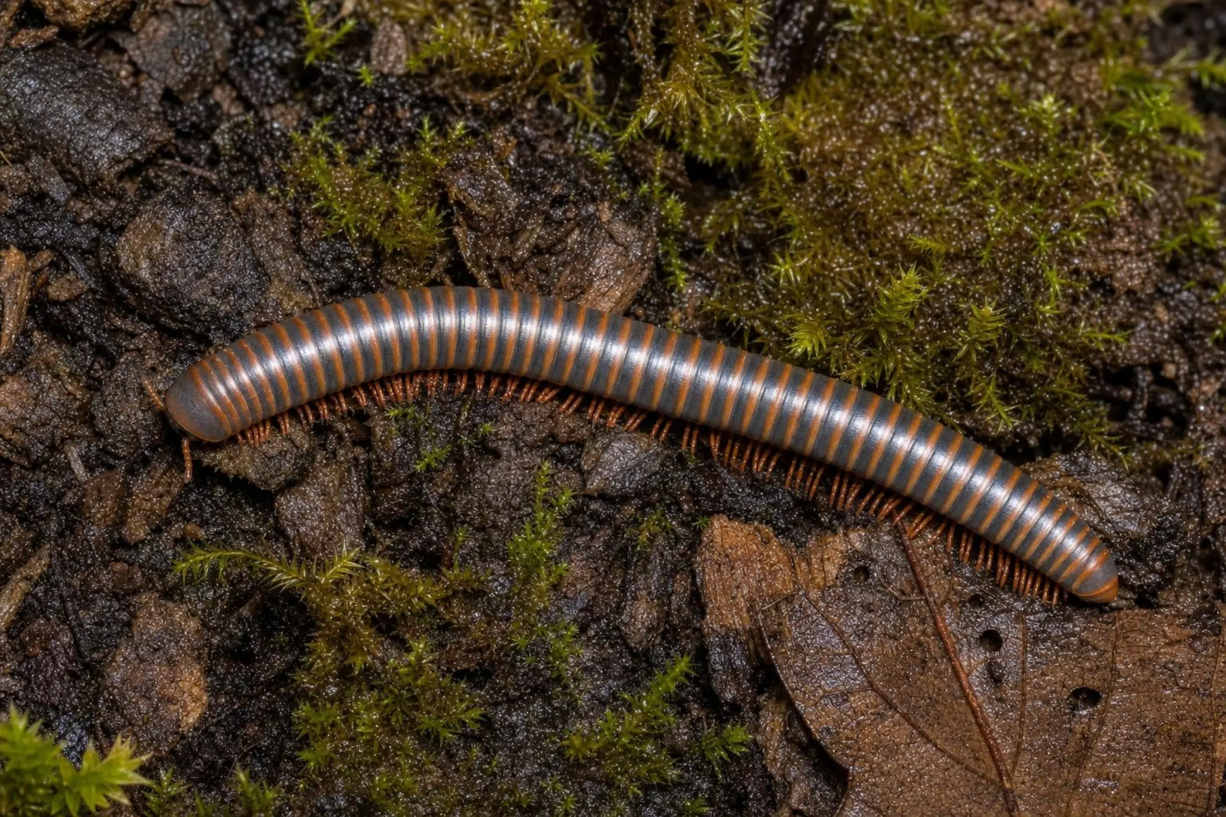 Mille-pattes arc-en-ciel thaïlandais, Atopochetus spinimargo