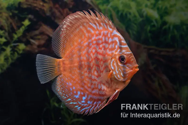 Discus élevage asiatique, Symphysodon discus Blue Scorpion