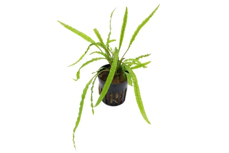 Cryptocoryne à feuilles gaufrées, Cryptocoryne crispatula var. balansae, en pot